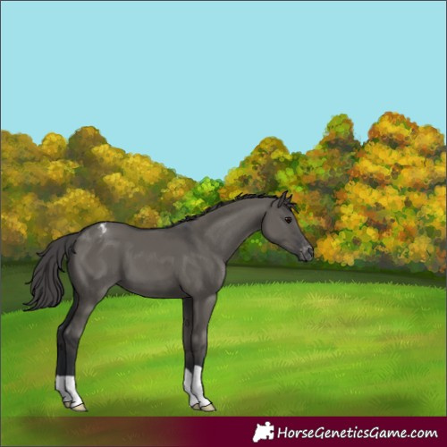 Horse Color:Grullo Appaloosa 