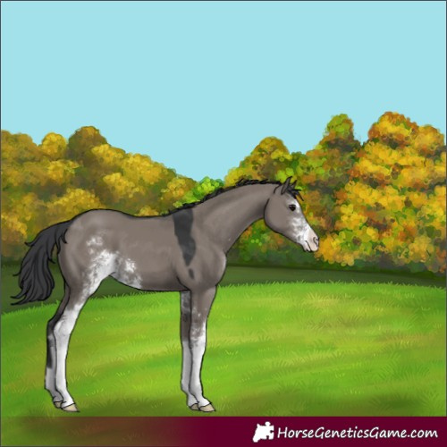 Horse Color:Grullo Sabino 