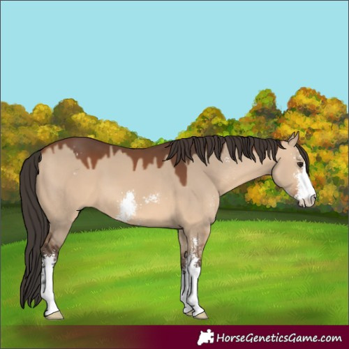Horse Color:Bay Dun Sabino 