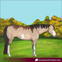 Horse Color:Bay Dun Sabino 