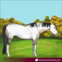 Horse Color:White Spotted Brown Dun Mushroom Frame Rabicano