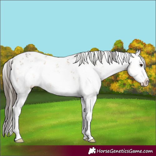 Horse Color:White Spotted Buckskin Dun Sabino 