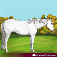 Horse Color:White Spotted Buckskin Dun Sabino 