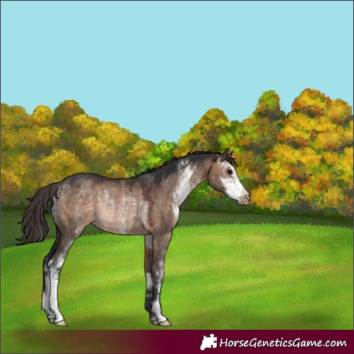 Horse Color:Brown Dun Sabino Appaloosa Rabicano 