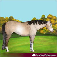 Horse Color:Gray Amber Champagne Dun Sabino 