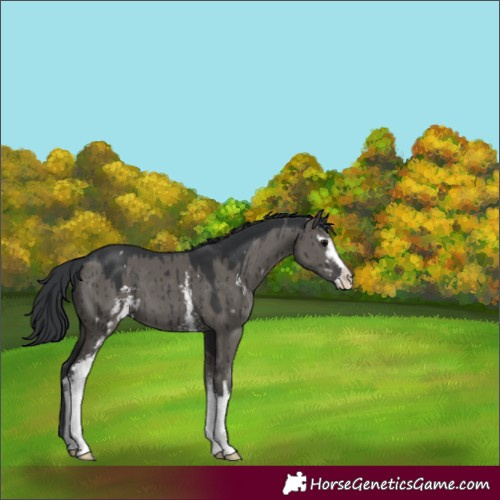 Horse Color:White Spotted Grullo Mushroom Sabino Brindle 