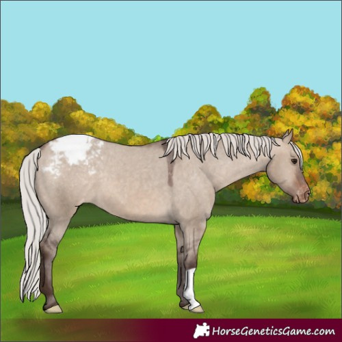 Horse Color:Silver Brown Dun Appaloosa