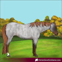 Horse Color:Liver Red Roan
