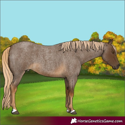 Horse Color:Chocolate Palomino Roan 