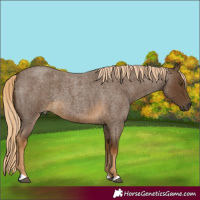 Horse Color:Chocolate Palomino Roan 