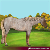 Horse Color:Chocolate Palomino Roan 