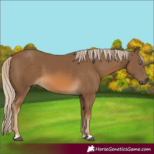 Horse Color:Chocolate Palomino 