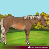 Horse Color:Chocolate Palomino 