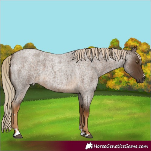 Horse Color:Chocolate Palomino Roan 