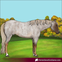 Horse Color:Chocolate Palomino Roan