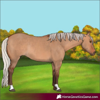 Horse Color:Silver Bay Dun Rabicano 