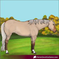 Horse Color:Silver Bay Dun Rabicano 