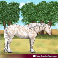 Horse Color:White Spotted Silver Bay Dun Tobiano Appaloosa Rabicano 