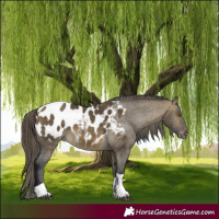 Horse Color:Buckskin Dun Tobiano Blanket 