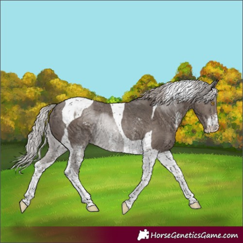 Horse Color:Silver Black Sabino Tobiano Rabicano 