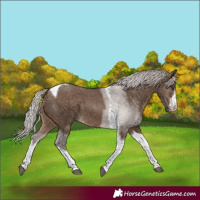 Horse Color:White Spotted Silver Brown Dun Tobiano 