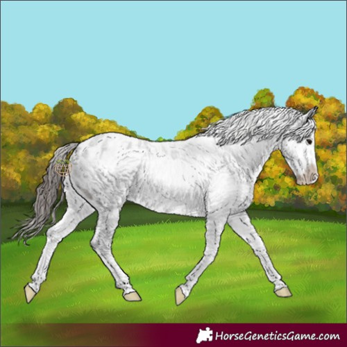 Horse Color:White Spotted Blue Roan Frame Appaloosa 