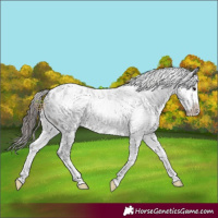 Horse Color:White Spotted Blue Roan Frame Appaloosa