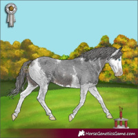 Horse Color:Brown Sabino Splash Appaloosa 