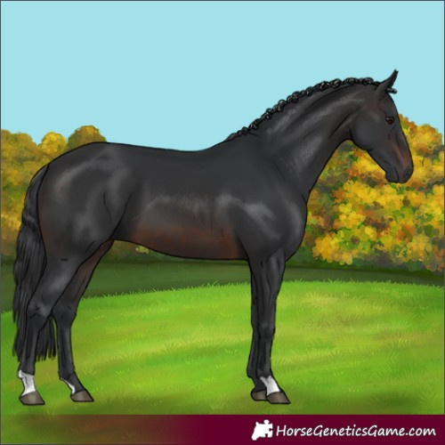 Horse Color:Brown 