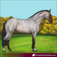 Horse Color:Bay Roan 