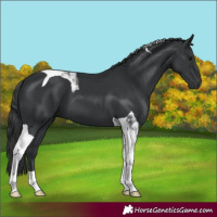 Horse Color:Black Tobiano 