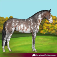 Horse Color:Brown Sabino Rabicano 