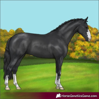 Horse Color:Black 