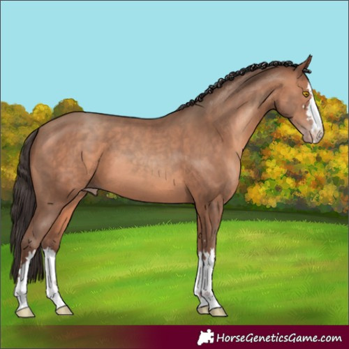 Horse Color:Sable Champagne 