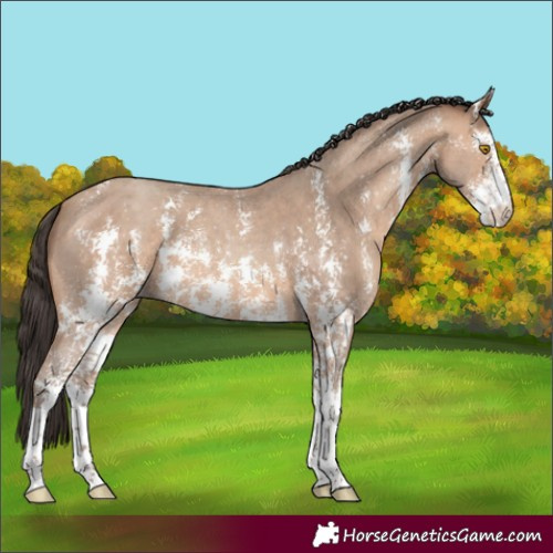 Horse Color:Sable Champagne Sabino