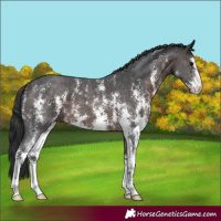 Horse Color:Brown Sabino 