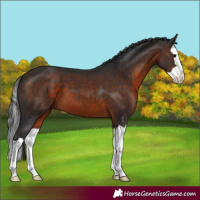 Horse Color:Bay Splash 