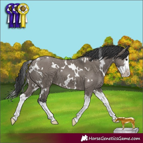 Horse Color:White Spotted Grullo Splash 