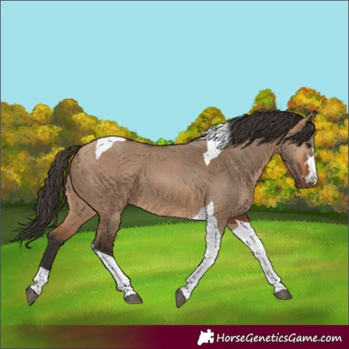 Horse Color:Bay Dun Tobiano 