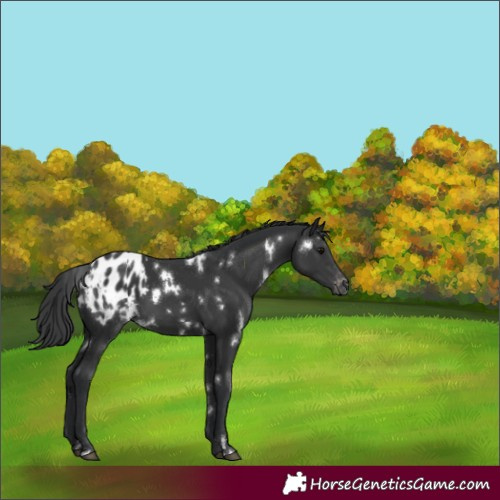 Horse Color:White Spotted Black Appaloosa 
