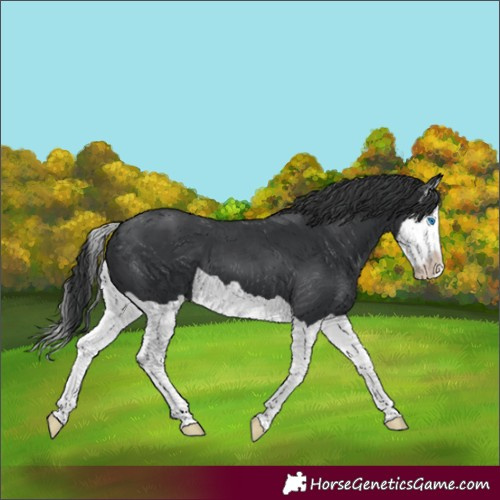 Horse Color:Black Splash 