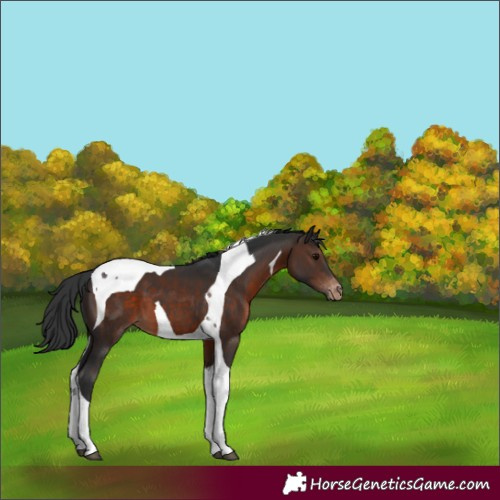 Horse Color:Brown Tobiano Varnish 