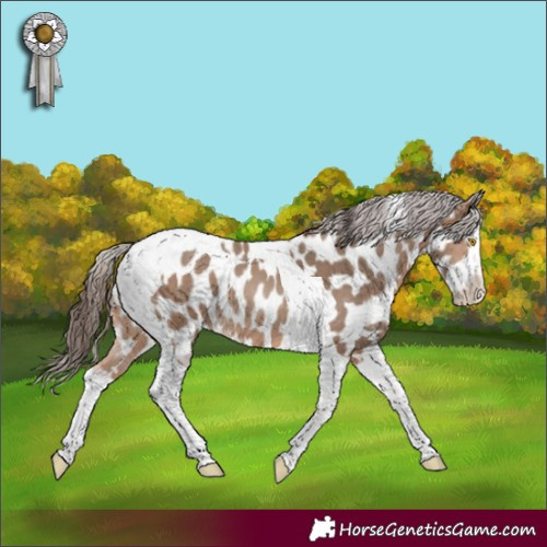 Horse Color:Sable Champagne Splash Tobiano Appaloosa 