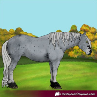 Horse Color:ERROR: UNKNOWN ANOMALY