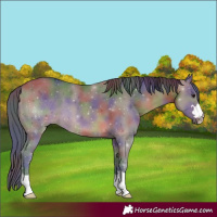 Horse Color:Nacre Brown Dun 