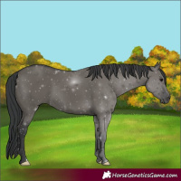 Horse Color:Grullo 