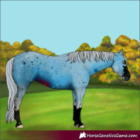 Horse Color:ERROR: UNKNOWN ANOMALY
