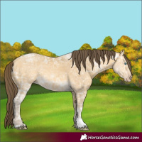 Horse Color:Amber Cream Champagne Ice