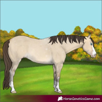 Horse Color:Sable Cream Champagne Dun 