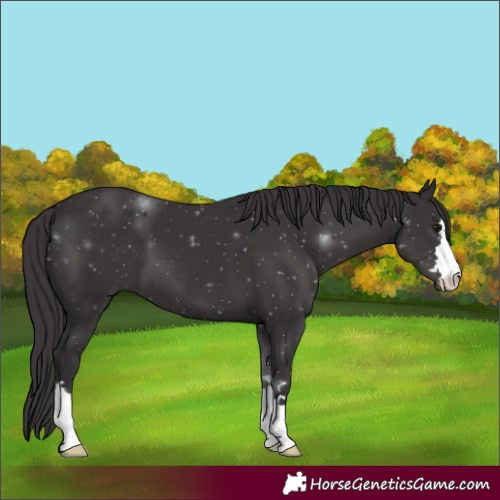 Horse Color:Smoky Black